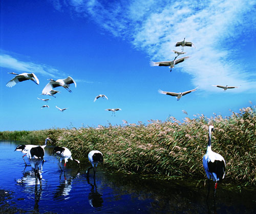 在心靈筑一片濕地